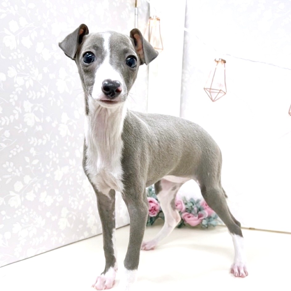 富山県のイタリアングレーハウンド (犬の家＆猫の里アミーゴ高岡蓮花寺店/2025年7月17日生まれ/女の子/ブルー、ホワイトマーキング)の子犬の3枚目の画像