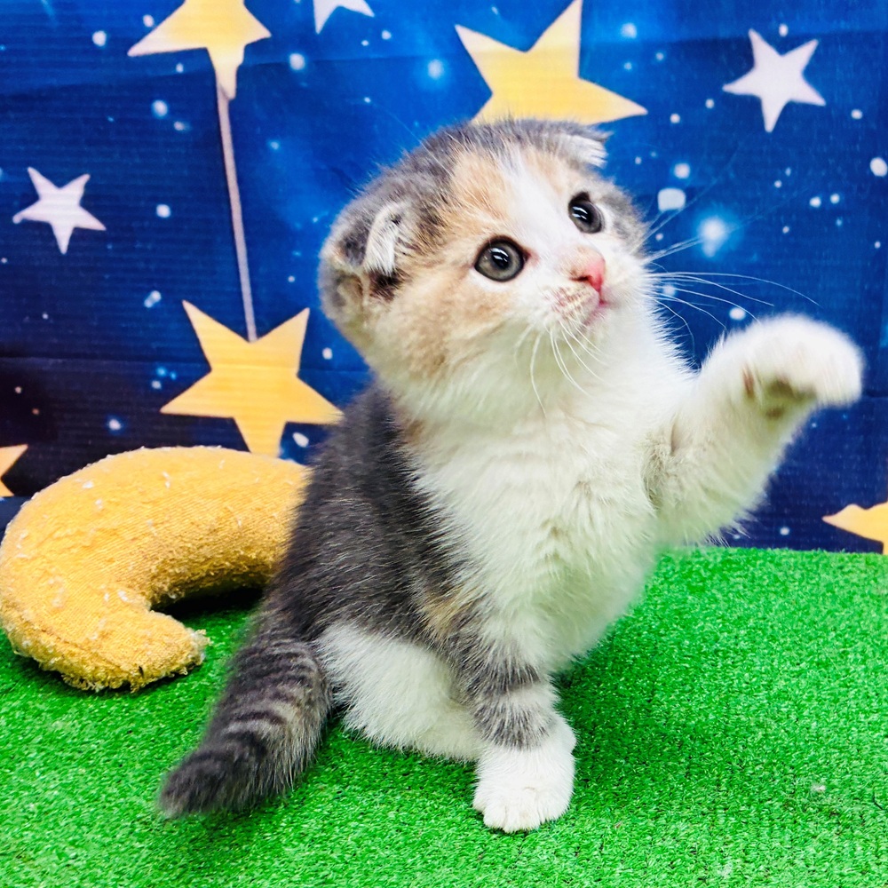 愛知県のスコティッシュフォールド (犬の家＆猫の里名古屋天白店/2025年7月19日生まれ/女の子/ブルーパッチドタビー)の子猫の3枚目の画像
