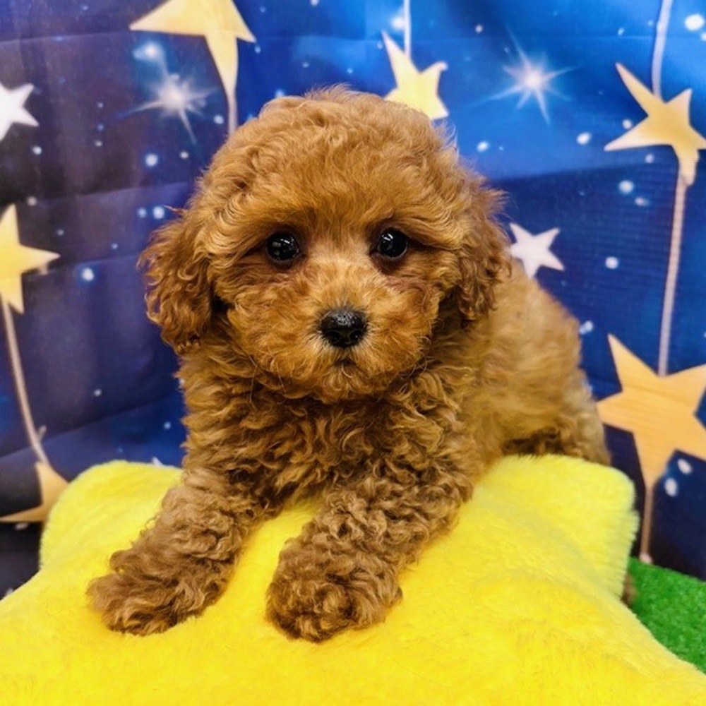 愛知県のトイプードル(トイ) (犬の家＆猫の里名古屋天白店/2025年7月7日生まれ/女の子/レッド)の子犬の3枚目の画像