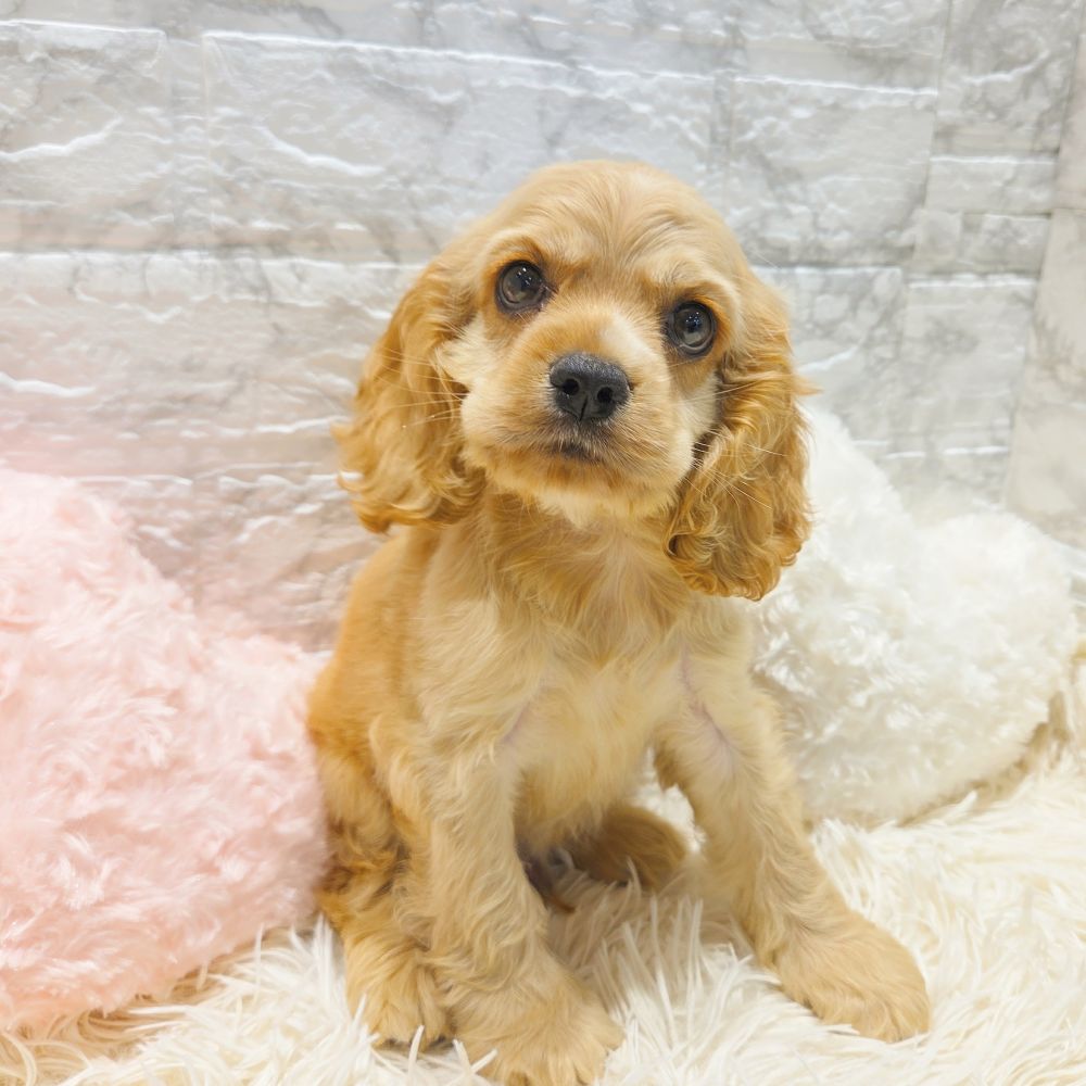 愛知県のアメリカンコッカースパニエル (犬の家＆猫の里MiO香久山店/2025年7月19日生まれ/男の子/バフ)の子犬の3枚目の画像