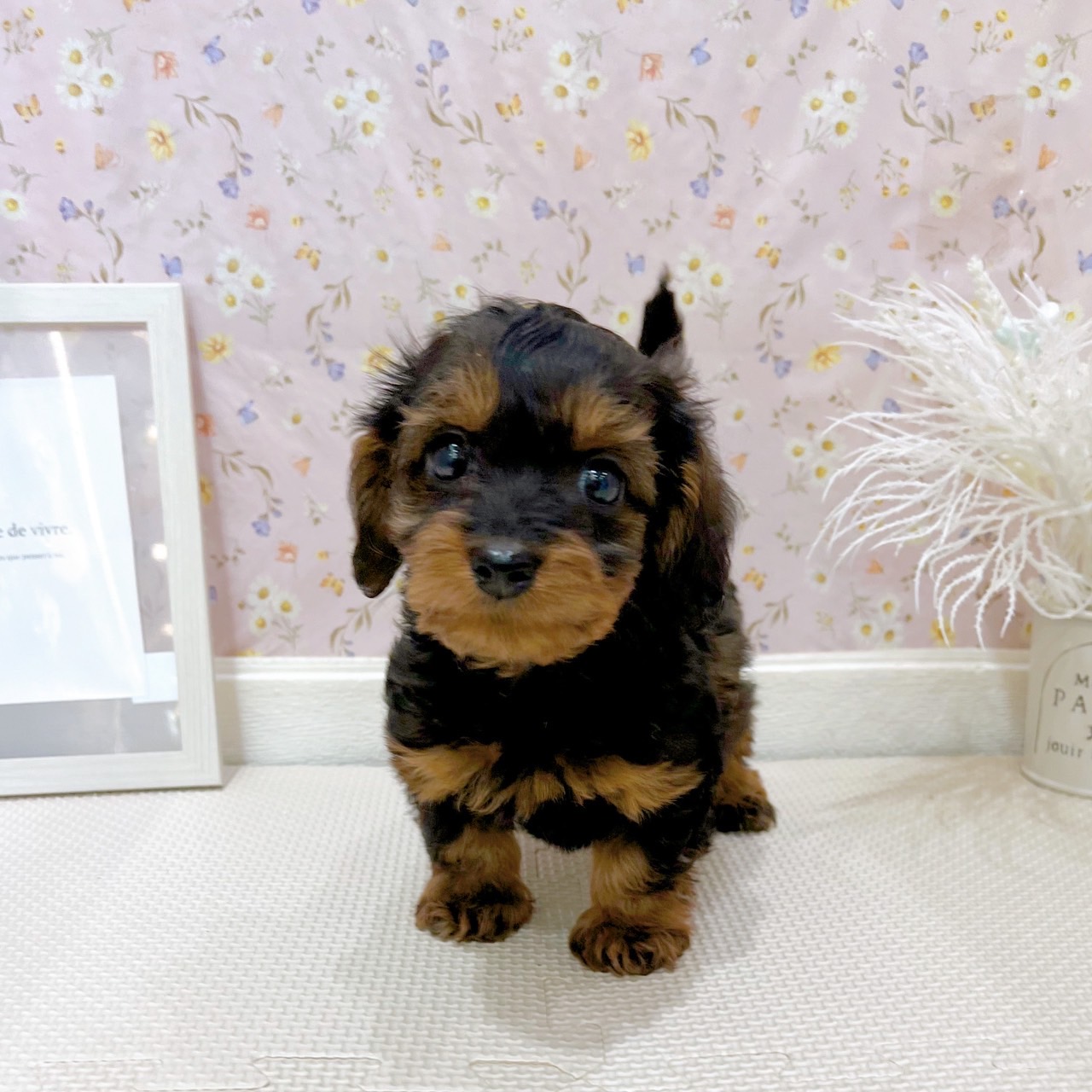石川県のダップー(ダックス×プードル) (犬の家＆猫の里金沢店/2025年7月19日生まれ/男の子/シェーデットレッド)の子犬の3枚目の画像