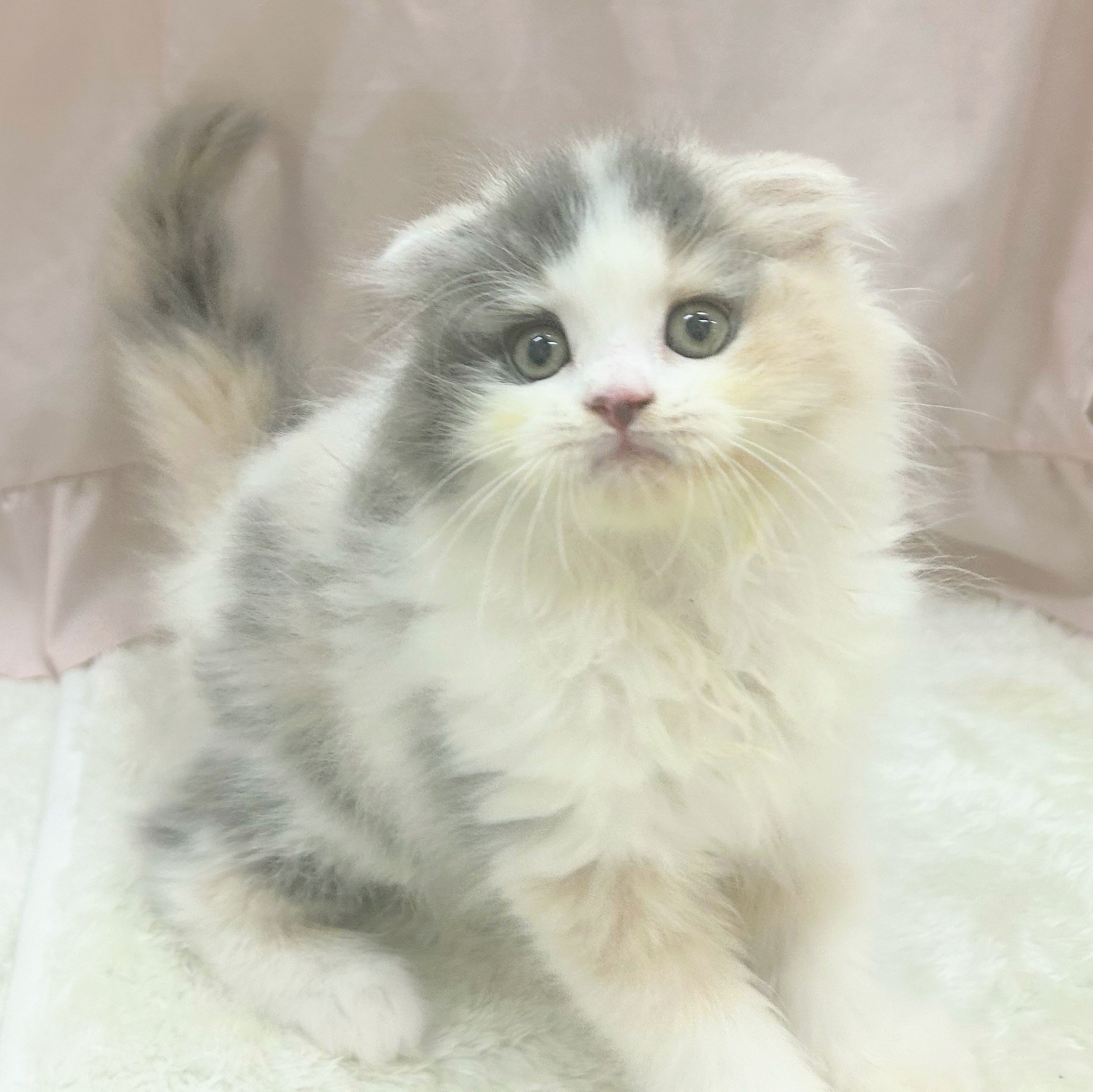 愛知県のスコティッシュフォールド (犬の家＆猫の里アミーゴ神の倉店/2025年7月20日生まれ/女の子/ブルーパッチドタビーホワイト)の子猫の3枚目の画像