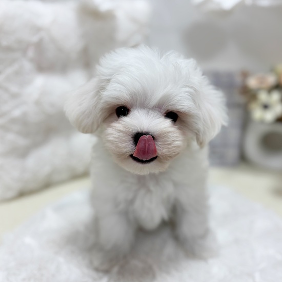岐阜県のマルチーズ (犬の家＆猫の里カラフルタウン岐阜店/2025年7月19日生まれ/男の子/ホワイト)の子犬の3枚目の画像