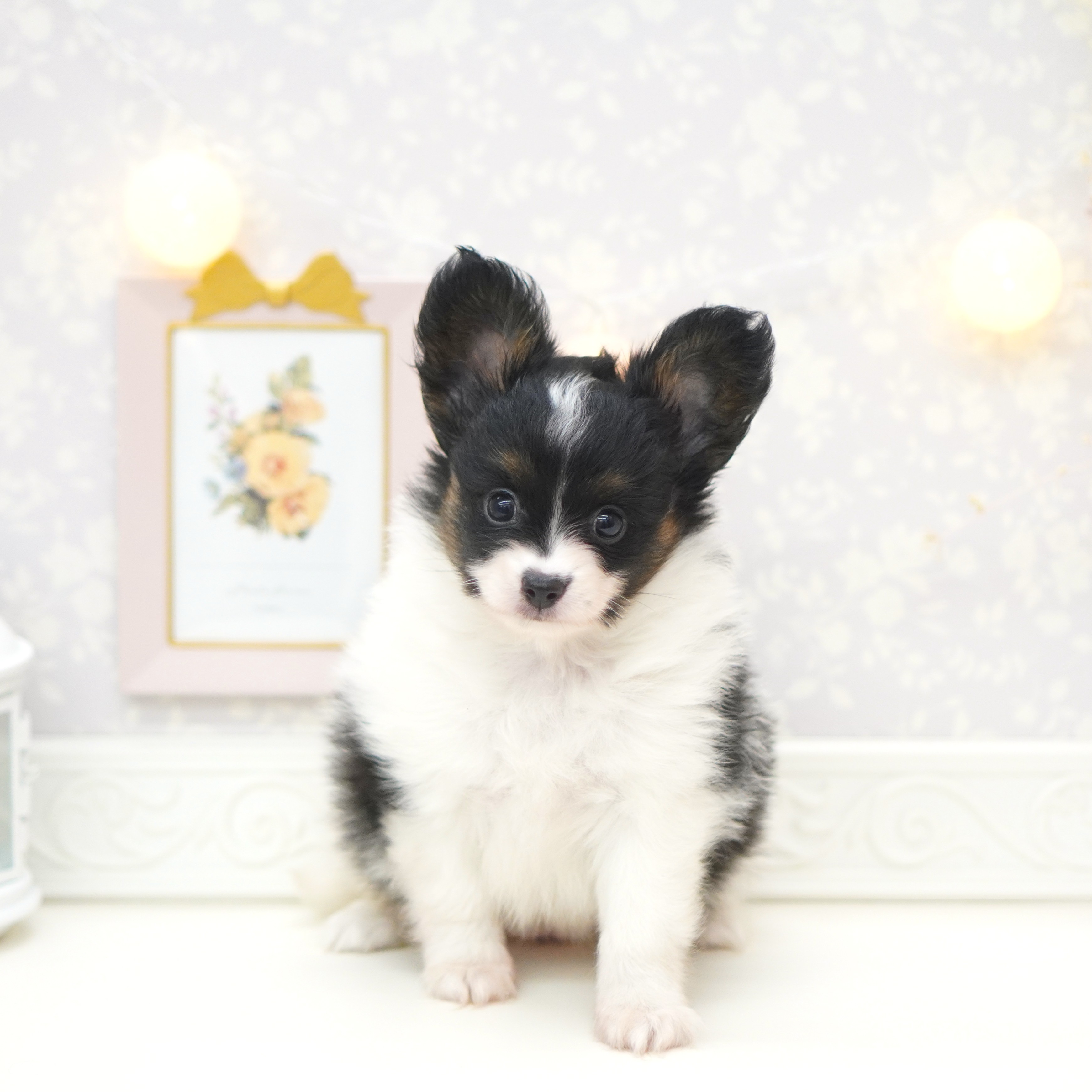 富山県のパピヨン (犬の家＆猫の里富山店/2025年7月19日生まれ/女の子/トライカラー)の子犬の3枚目の画像