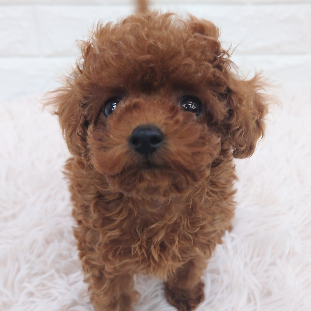 愛知県のトイプードル(タイニー) (犬の家&猫の里MEGAドン・キホーテ東海名和店/2025年7月18日生まれ/女の子/レッドフォーン)の子犬の3枚目の画像