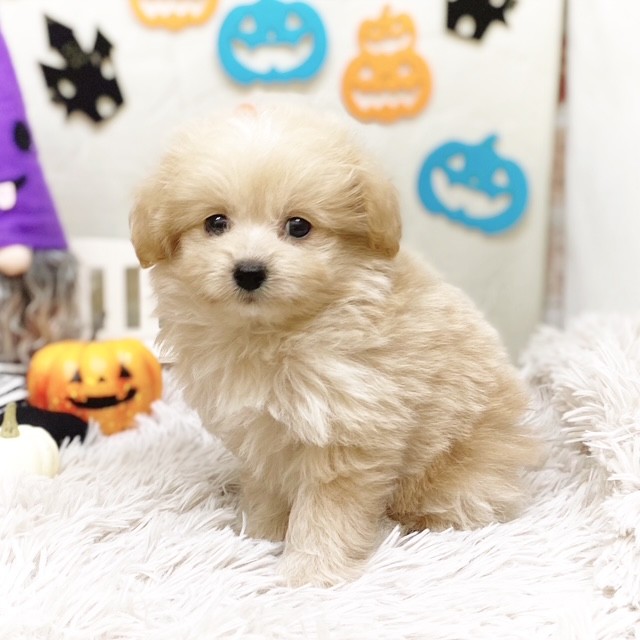 静岡県のポメプー(ポメラニアン×プードル) (犬の家＆猫の里藤枝店/2025年7月20日生まれ/男の子/アプリコット)の子犬の1枚目の画像