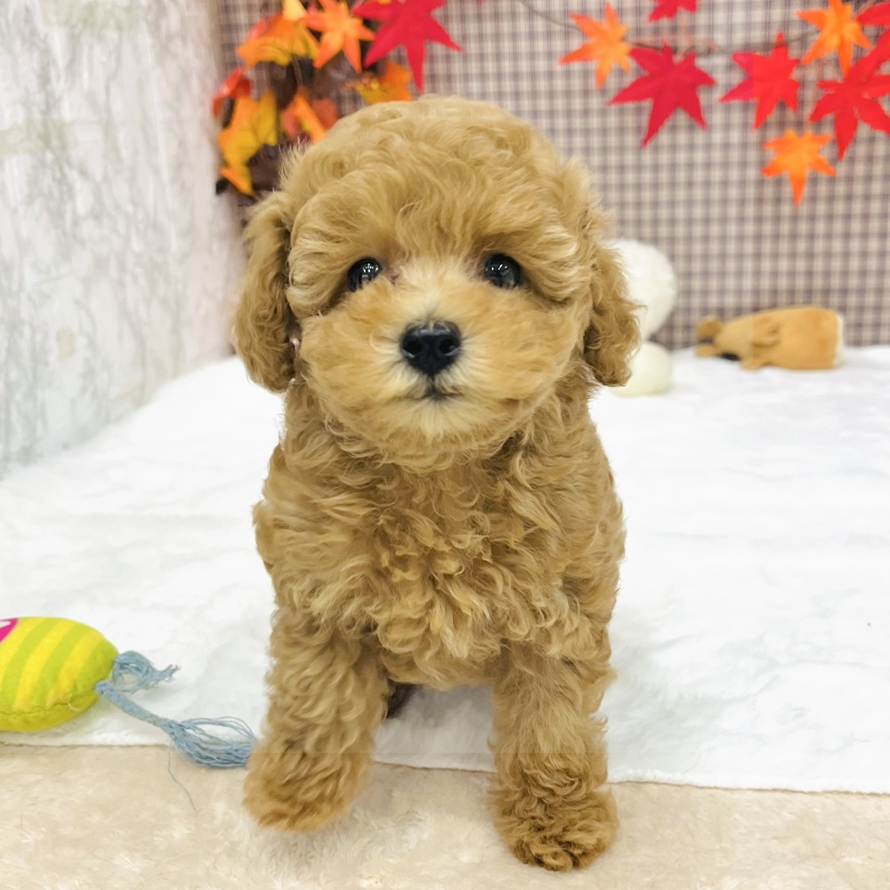 愛知県のトイプードル(トイ) (犬の家＆猫の里エアポートウォーク店/2025年7月19日生まれ/男の子/レッドフォーン)の子犬の3枚目の画像