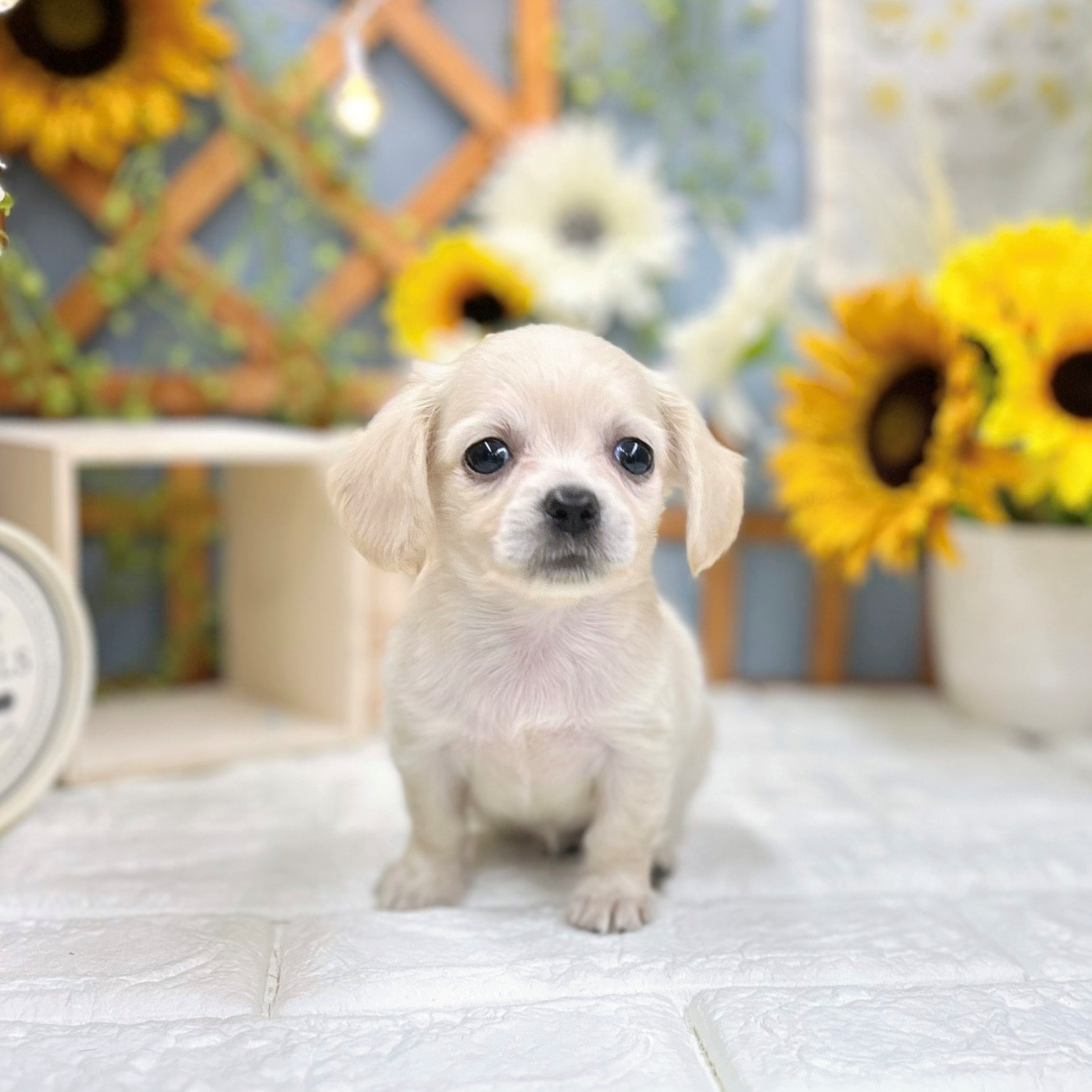 千葉県のチワックス(チワワ×ダックス) (犬の家＆猫の里ワンズモール稲毛店/2025年7月22日生まれ/女の子/イエロー)の子犬の1枚目の画像