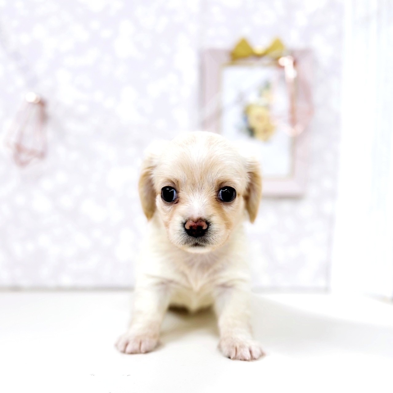 富山県のチワックス(チワワ×ダックス) (犬の家＆猫の里アミーゴ高岡蓮花寺店/2025年7月21日生まれ/女の子/イエロー)の子犬の1枚目の画像