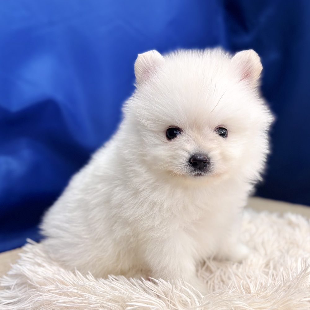 岐阜県のポメラニアン (犬の家＆猫の里中津川店/2025年7月21日生まれ/男の子/クリーム)の子犬の3枚目の画像