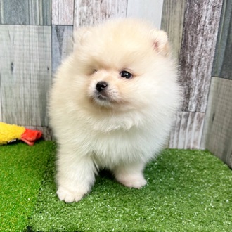 静岡県のポメラニアン (犬の家＆猫の里マークイズ静岡店/2025年7月21日生まれ/女の子/クリーム)の子犬の3枚目の画像