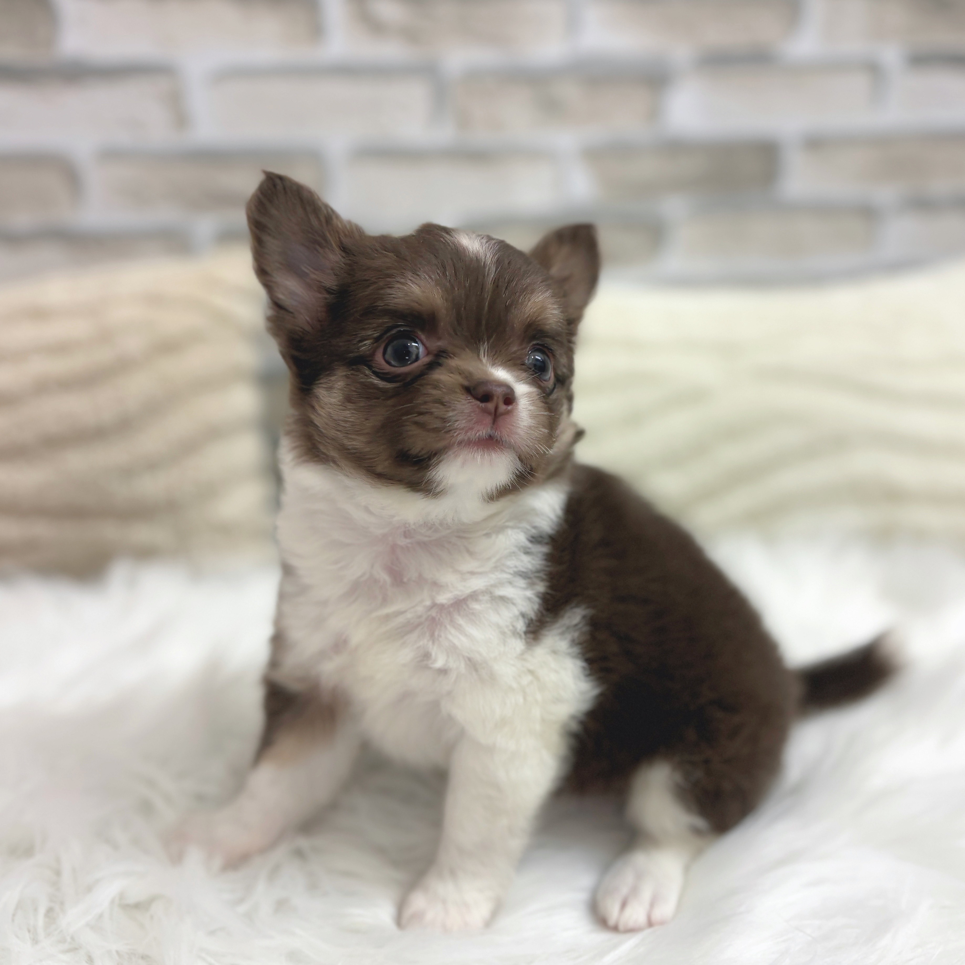 神奈川県のチワワ(ロング) (犬の家＆猫の里モザイクモール港北店/2025年7月20日生まれ/女の子/チョコレート、タン&ホワイト)の子犬の3枚目の画像