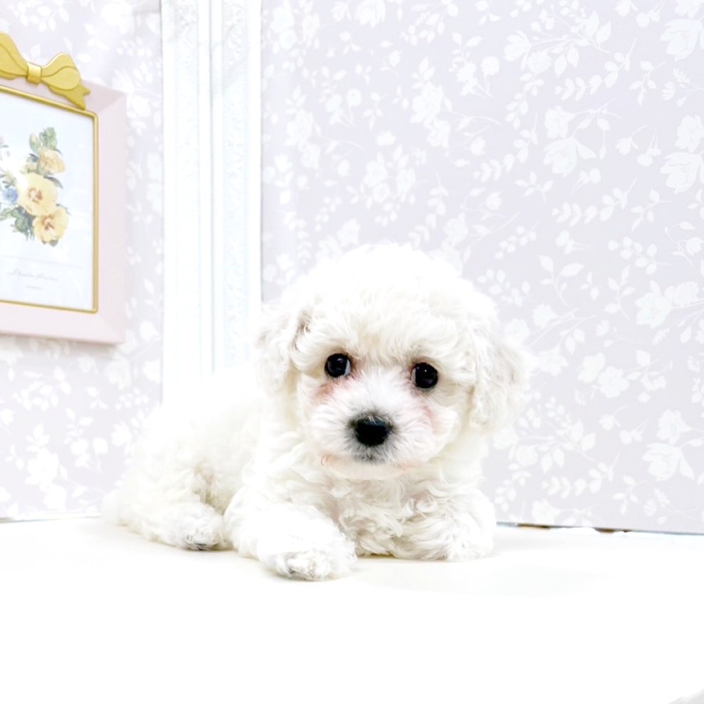 富山県のビションフリーゼ (犬の家＆猫の里アミーゴ高岡蓮花寺店/2025年7月21日生まれ/女の子/ホワイト)の子犬の3枚目の画像