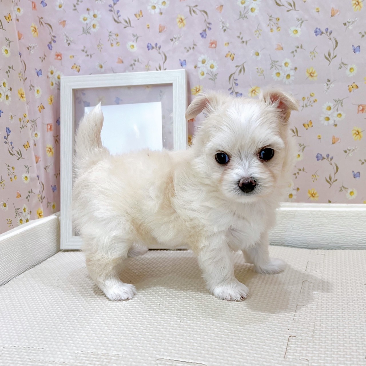 石川県のチワマル/マルチワ(チワワ×マルチーズ) (犬の家＆猫の里金沢店/2025年7月20日生まれ/女の子/クリーム)の子犬の3枚目の画像