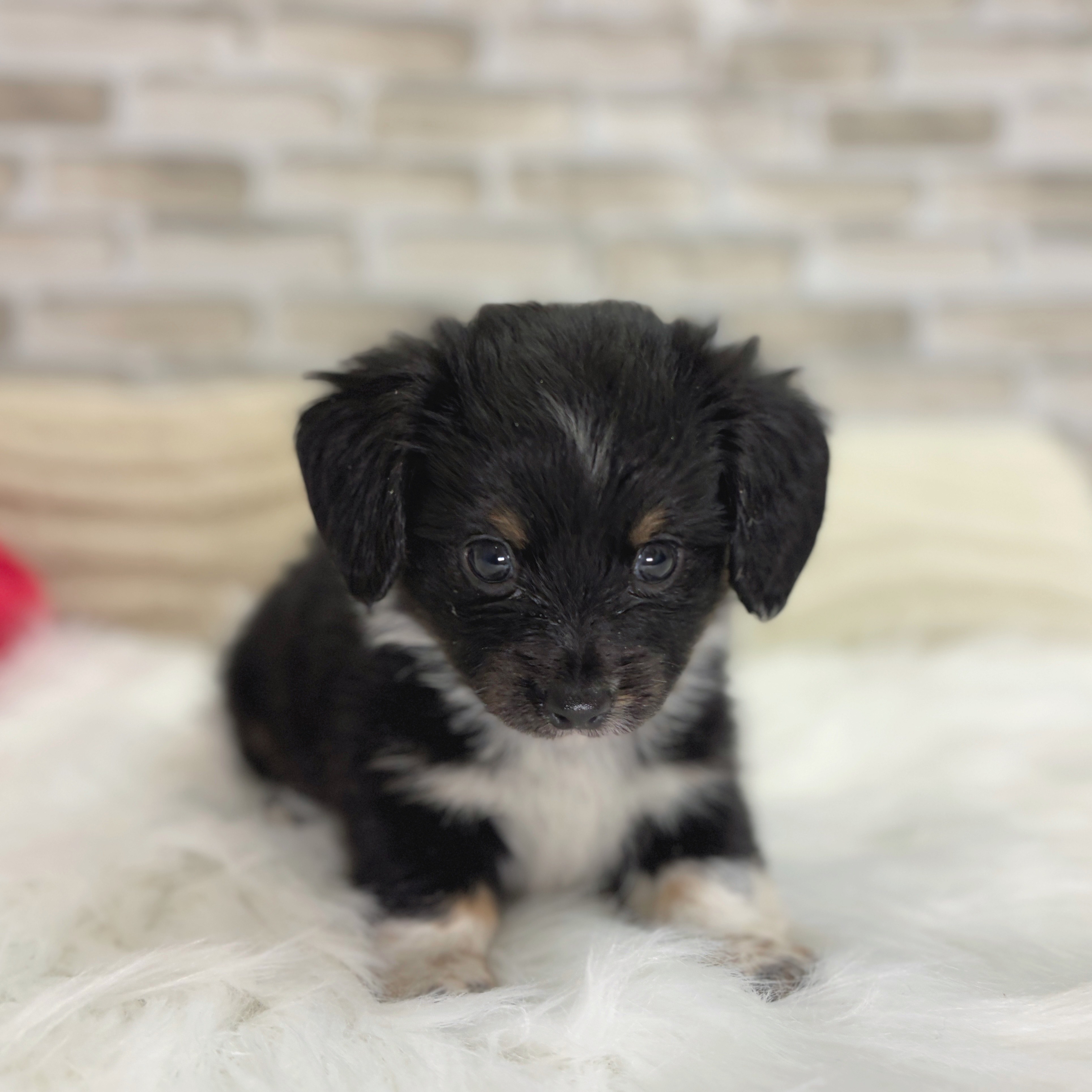 神奈川県のチワックス(チワワ×ダックス) (犬の家＆猫の里モザイクモール港北店/2025年7月22日生まれ/男の子/ブラックタンホワイト)の子犬の3枚目の画像