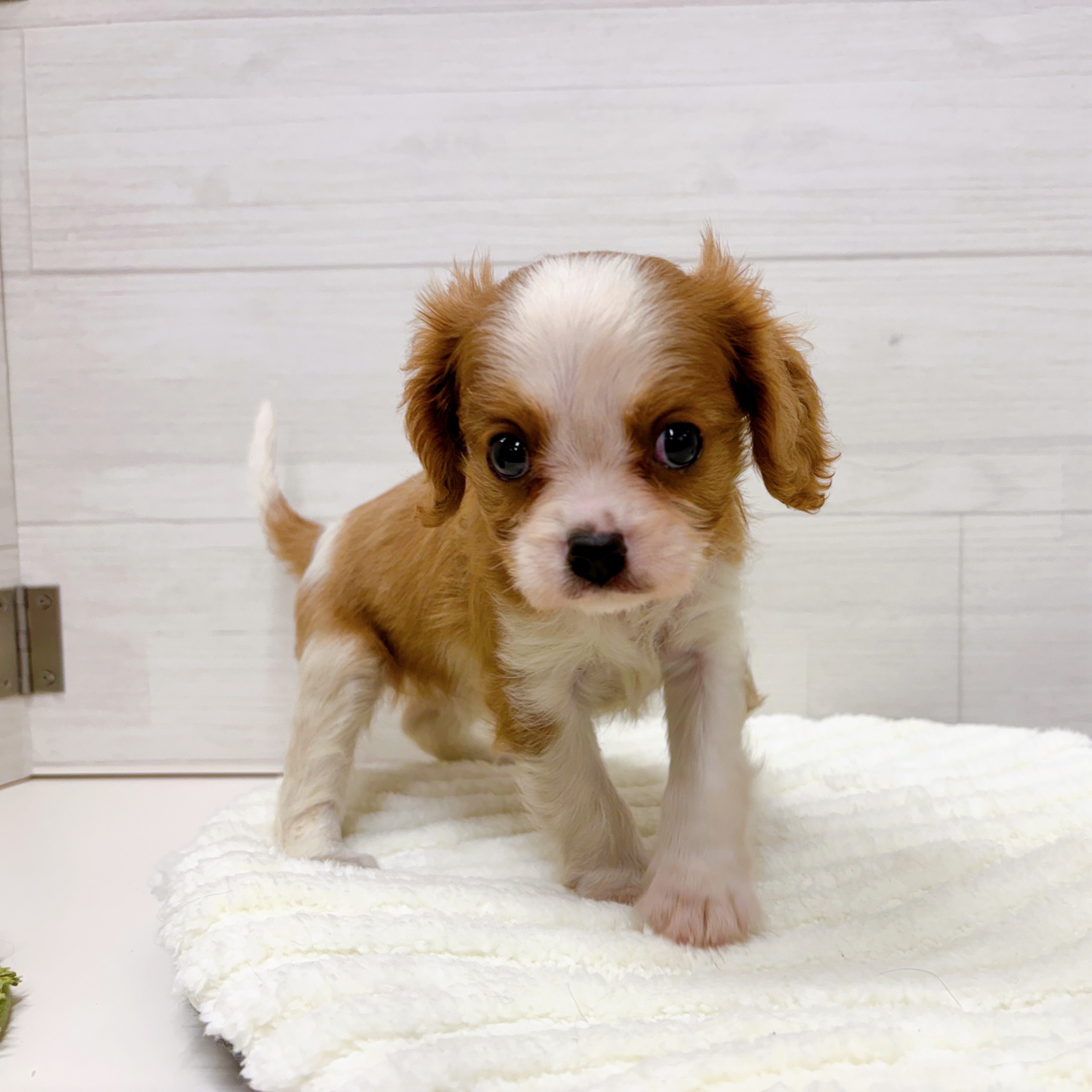 石川県のキャバリアキングチャールズスパニエル (犬の家＆猫の里アミーゴ金沢おこばた店/2025年7月20日生まれ/女の子/ブレンハイム)の子犬の3枚目の画像