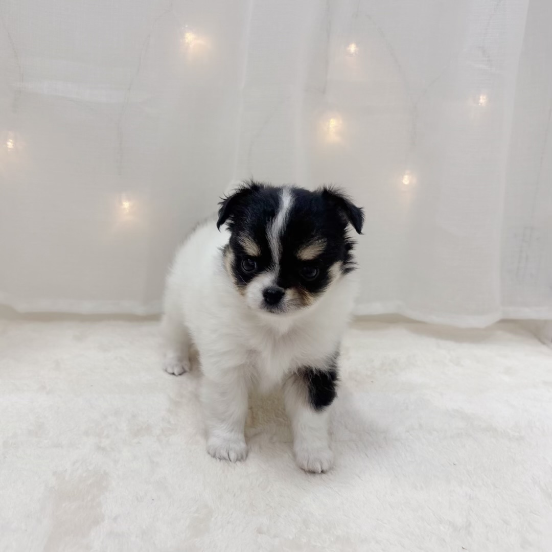 千葉県のチワワ(ロング) (犬の家＆猫の里BIGHOPガーデンモール印西店/2025年7月22日生まれ/女の子/ホワイトブラックタン)の子犬の3枚目の画像