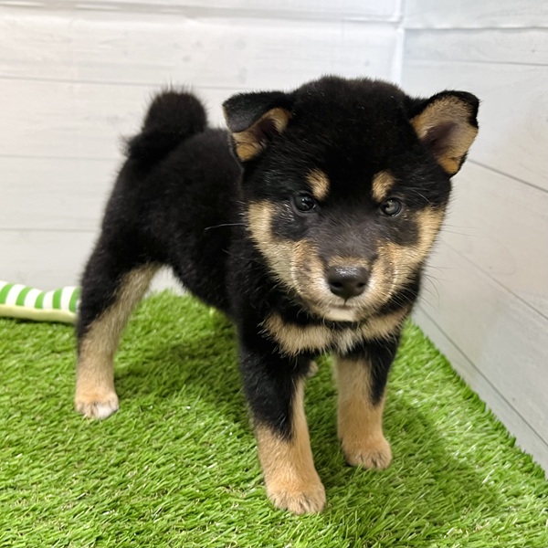 愛知県の柴犬(標準サイズ) (犬の家＆猫の里豊田店/2025年7月18日生まれ/女の子/黒)の子犬の3枚目の画像