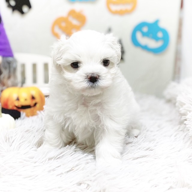 静岡県のマルチーズ (犬の家＆猫の里藤枝店/2025年7月22日生まれ/女の子/ホワイト)の子犬の3枚目の画像