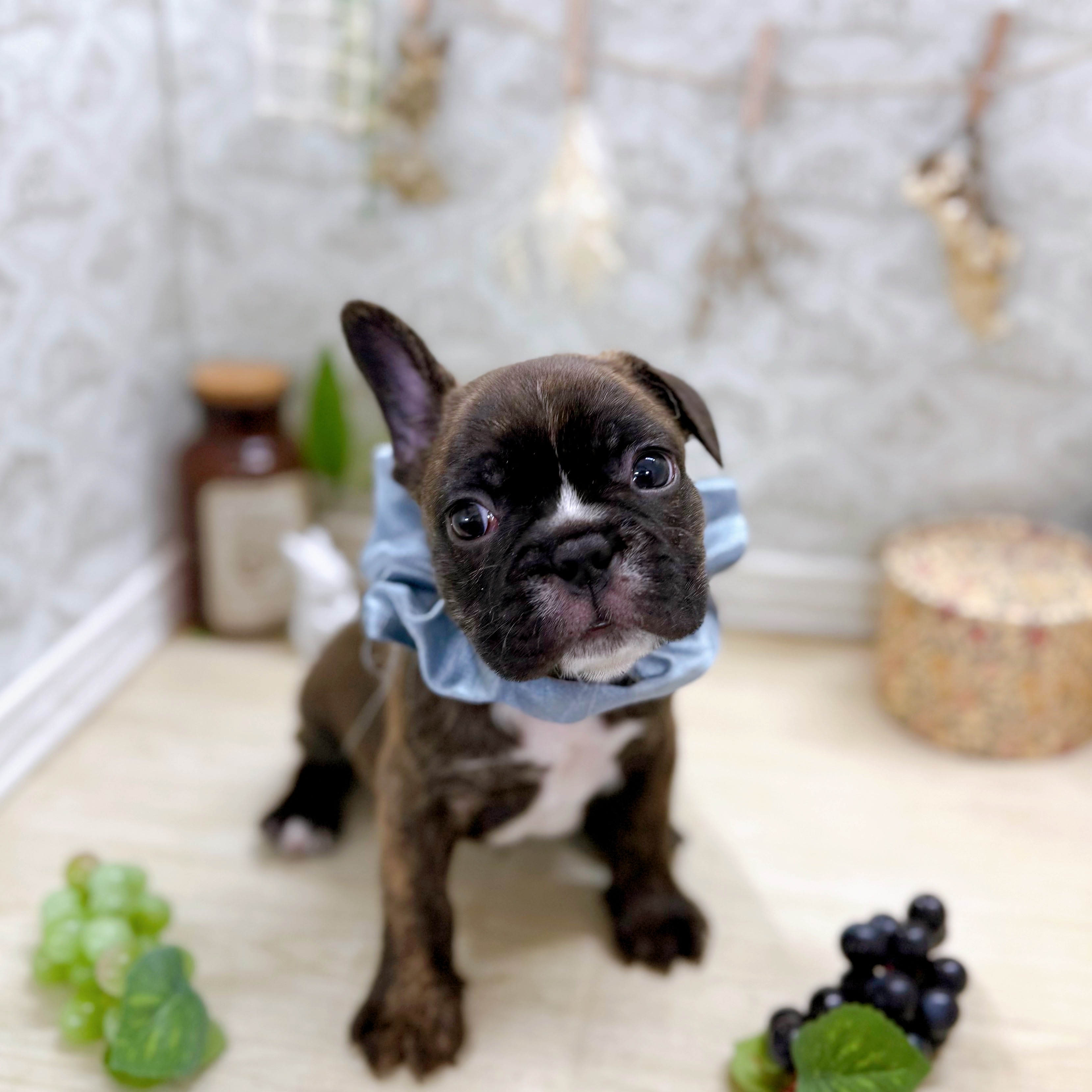 福井県のハーフ犬・ミックス犬 (犬の家＆猫の里アミーゴ福井大和田店/2025年7月20日生まれ/男の子/ブリンドルホワイト)の子犬の3枚目の画像