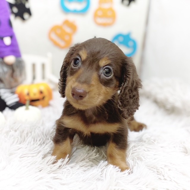 静岡県のミニチュアダックスフンド(ロング) (犬の家＆猫の里藤枝店/2025年7月21日生まれ/男の子/チョコレートタン)の子犬の3枚目の画像
