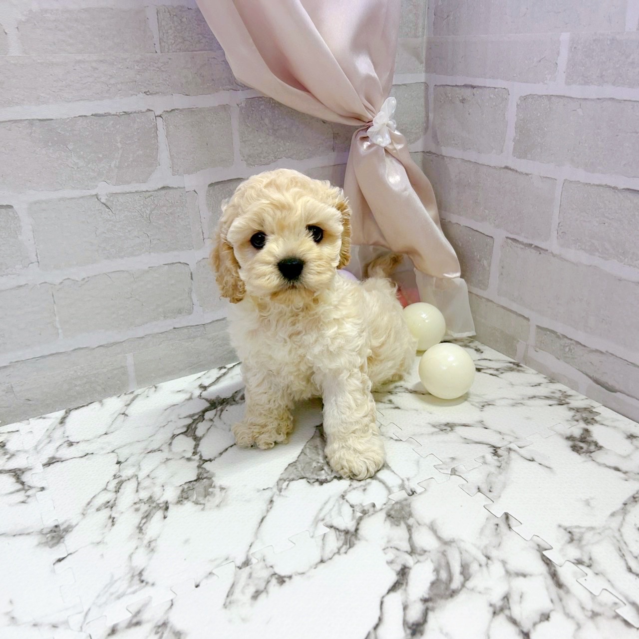 愛知県のハーフ犬・ミックス犬 (犬の家＆猫の里岡崎店/2025年7月21日生まれ/男の子/バフ)の子犬の3枚目の画像