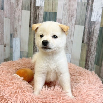静岡県の柴犬(標準サイズ) (犬の家＆猫の里マークイズ静岡店/2025年7月22日生まれ/男の子/白)の子犬の1枚目の画像