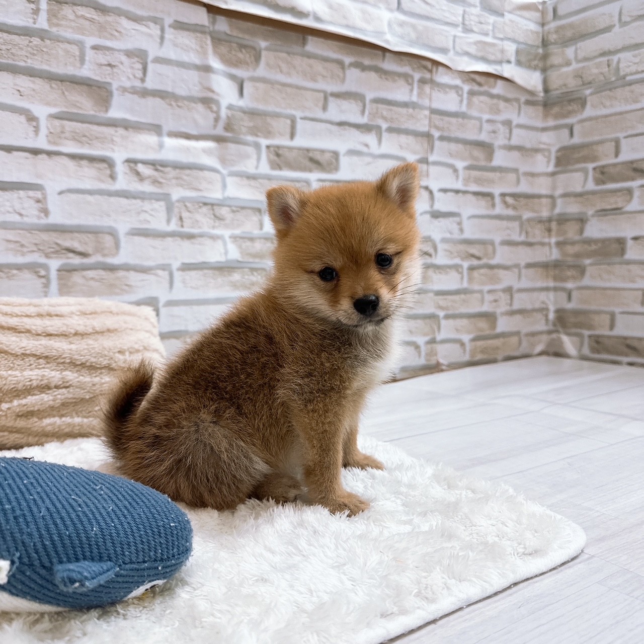神奈川県のポメ柴/豆ポメ/ポメ豆柴(ポメラニアン×柴犬) (犬の家＆猫の里モザイクモール港北店/2025年7月21日生まれ/女の子/赤)の子犬の3枚目の画像