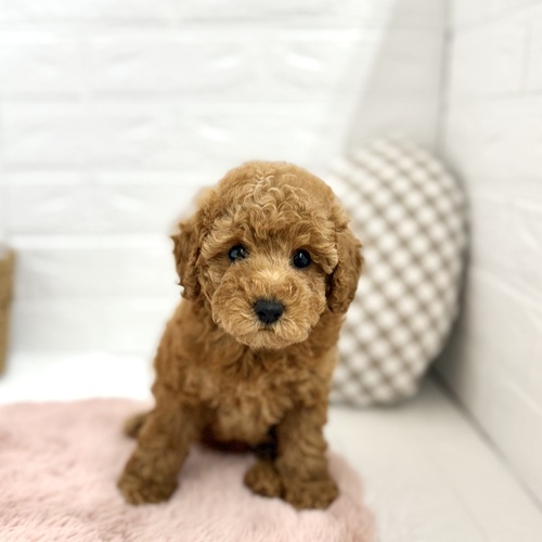 愛知県のトイプードル(トイ) (犬の家＆猫の里豊川インター店/2025年7月21日生まれ/女の子/レッド)の子犬の1枚目の画像