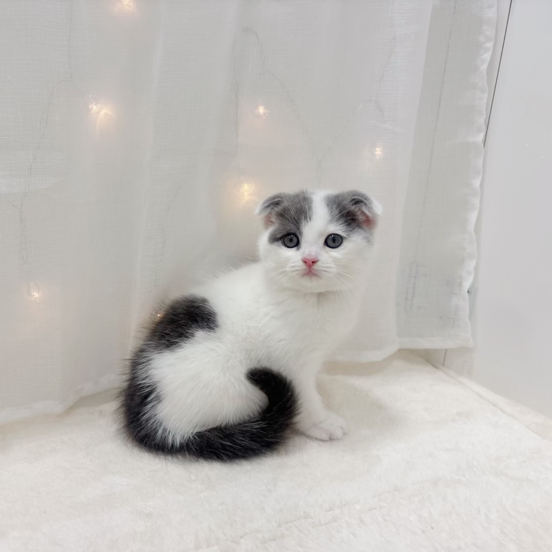 千葉県のスコティッシュフォールド (犬の家＆猫の里BIGHOPガーデンモール印西店/2025年7月22日生まれ/女の子/ブルーホワイト)の子猫の3枚目の画像