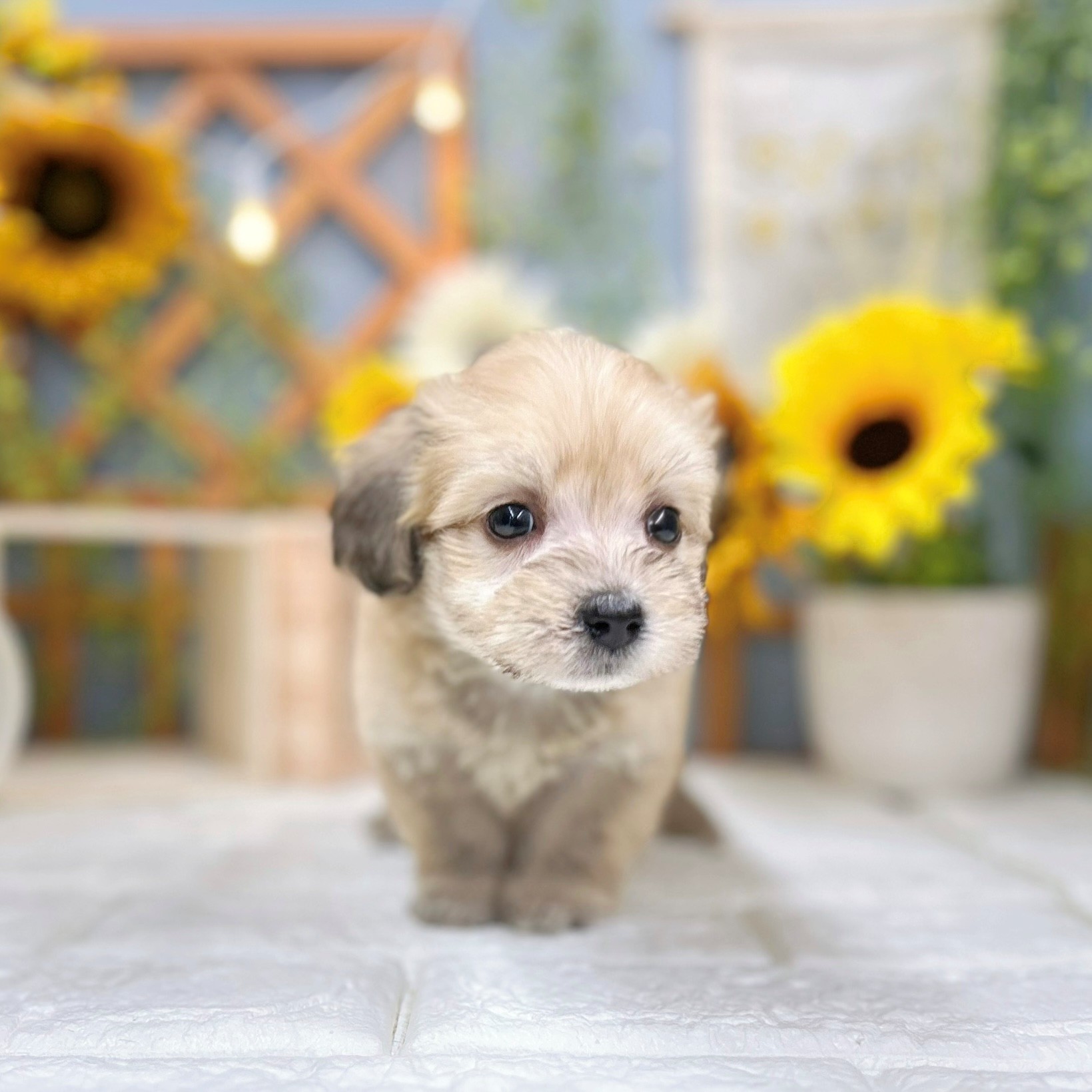 千葉県のマルックス(マルチーズ×ダックス) (犬の家＆猫の里ワンズモール稲毛店/2025年7月22日生まれ/男の子/アプリコット)の子犬の3枚目の画像