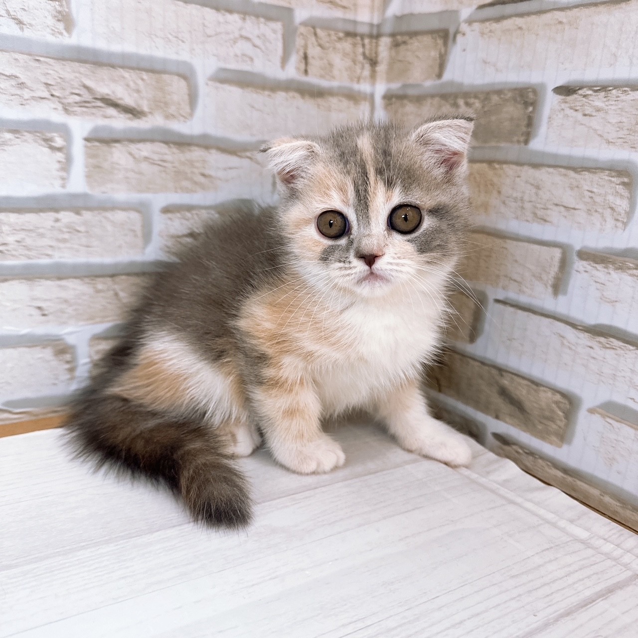 神奈川県のフォールデックス (犬の家＆猫の里モザイクモール港北店/2025年7月19日生まれ/女の子/ダイリュートキャリコ)の子猫の3枚目の画像