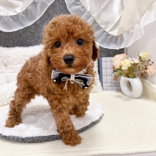 岐阜県のトイプードル(トイ) (犬の家＆猫の里カラフルタウン岐阜店/2025年7月18日生まれ/男の子/レッド)の子犬の3枚目の画像