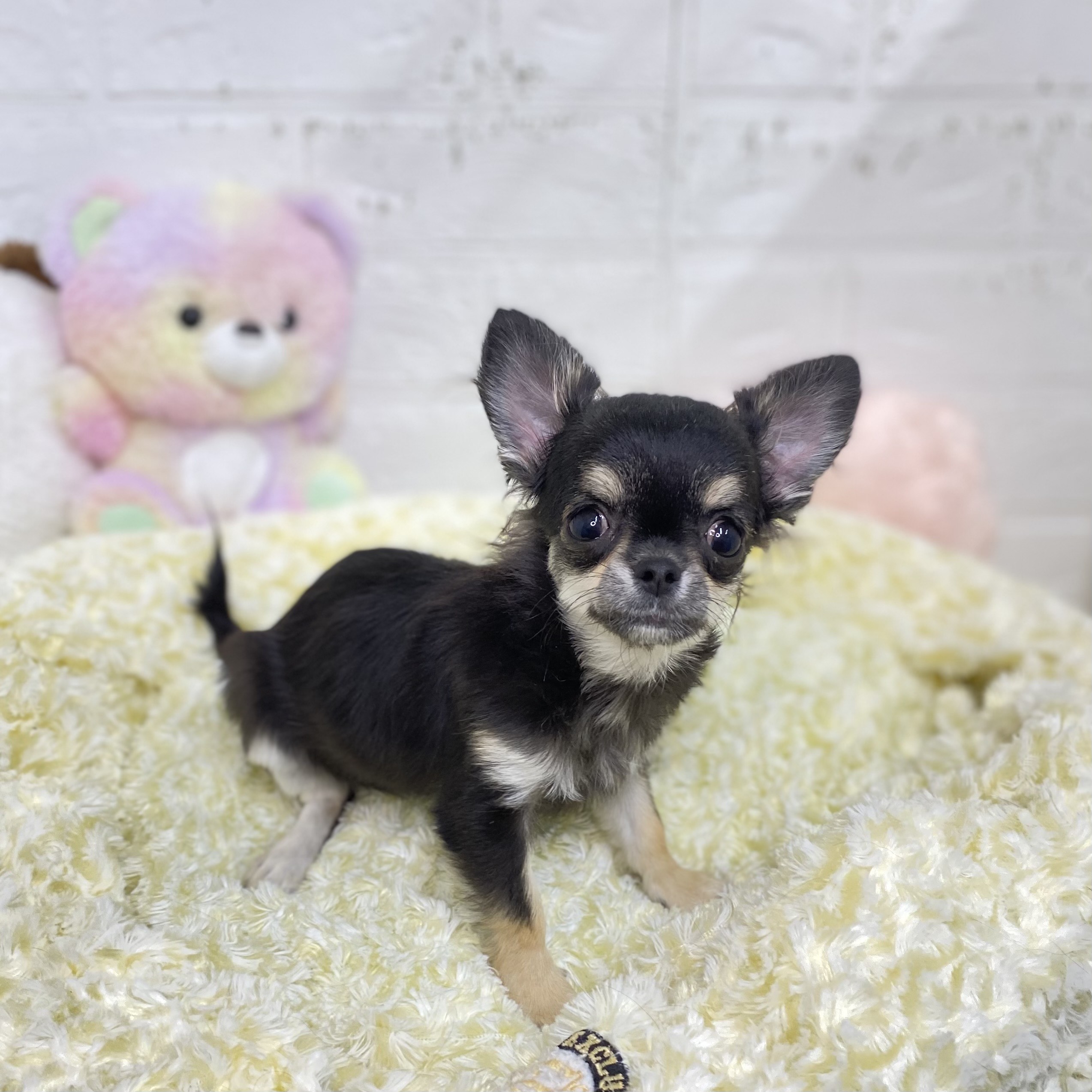 長野県のチワワ(ロング) (犬の家&猫の里長野店/2025年6月1日生まれ/女の子/ブラックタン)の子犬の3枚目の画像
