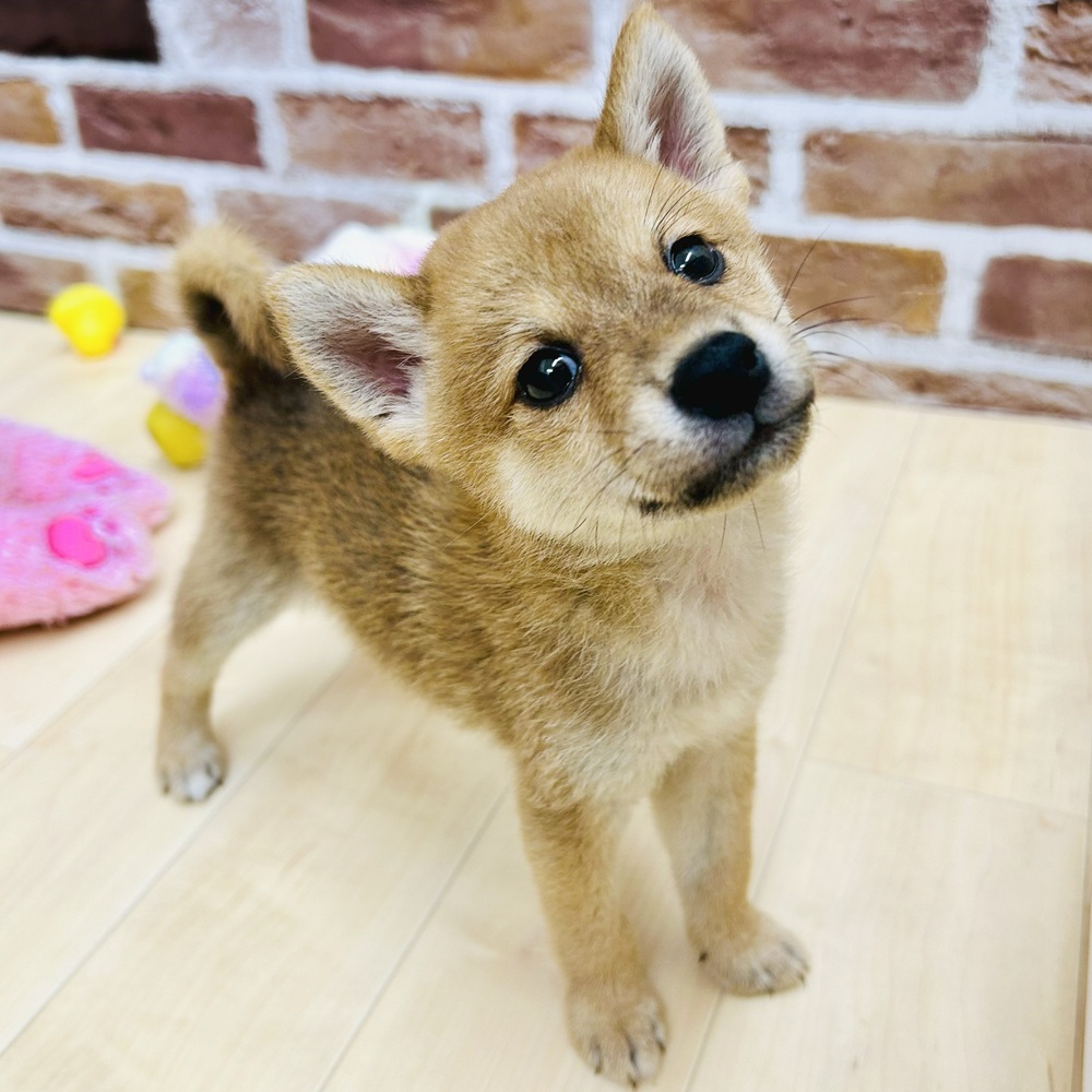 愛知県の柴犬(標準サイズ) (犬の家＆猫の里七宝店/2025年7月22日生まれ/女の子/赤)の子犬の3枚目の画像