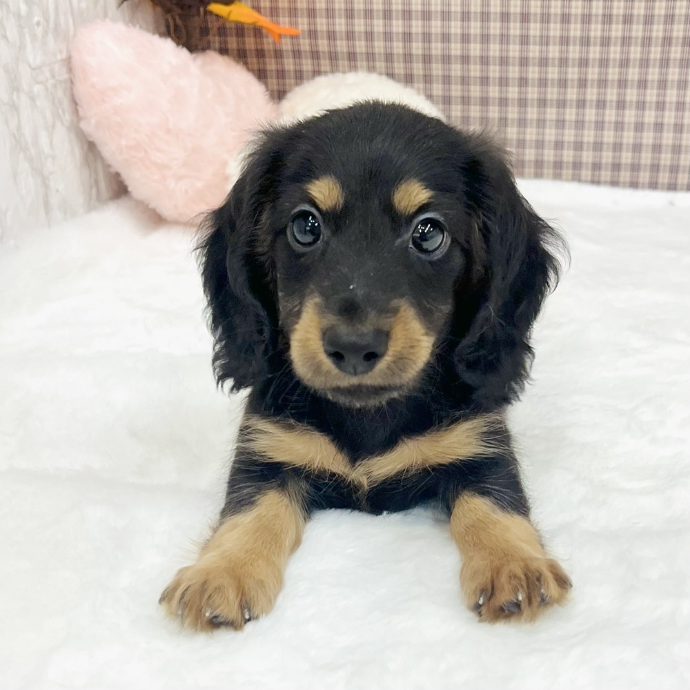 愛知県のミニチュアダックスフンド(ロング) (犬の家＆猫の里エアポートウォーク店/2025年7月22日生まれ/男の子/ブラックタン)の子犬の3枚目の画像