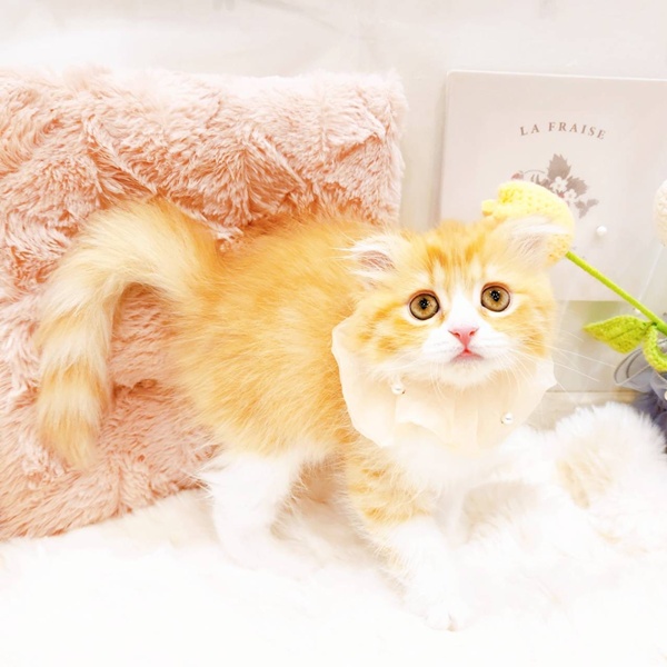 福井県のスコティッシュフォールド (犬の家＆猫の里福井店/2025年7月20日生まれ/女の子/レッドタビーホワイト)の子猫の3枚目の画像