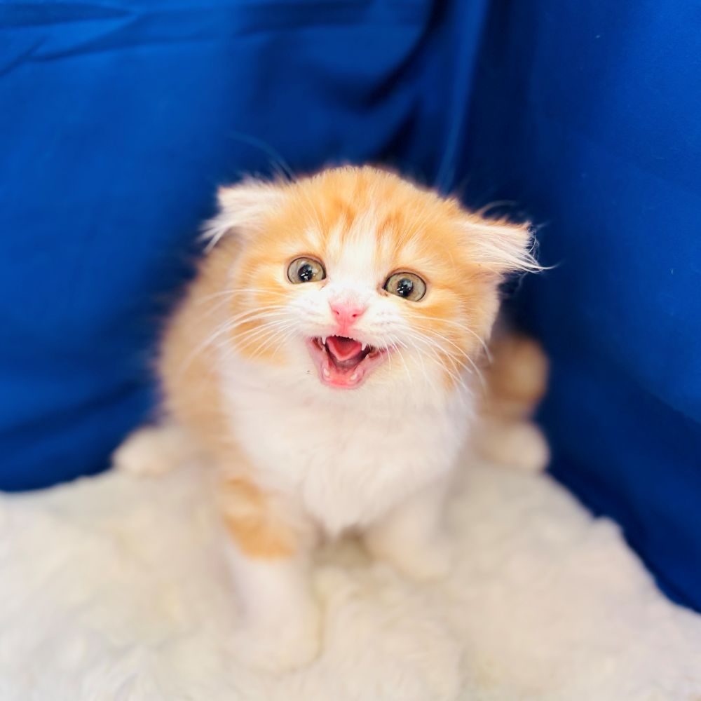 愛知県のスコティッシュフォールド (犬の家＆猫の里愛知刈谷店/2025年7月20日生まれ/男の子/レッドタビーホワイト)の子猫の3枚目の画像