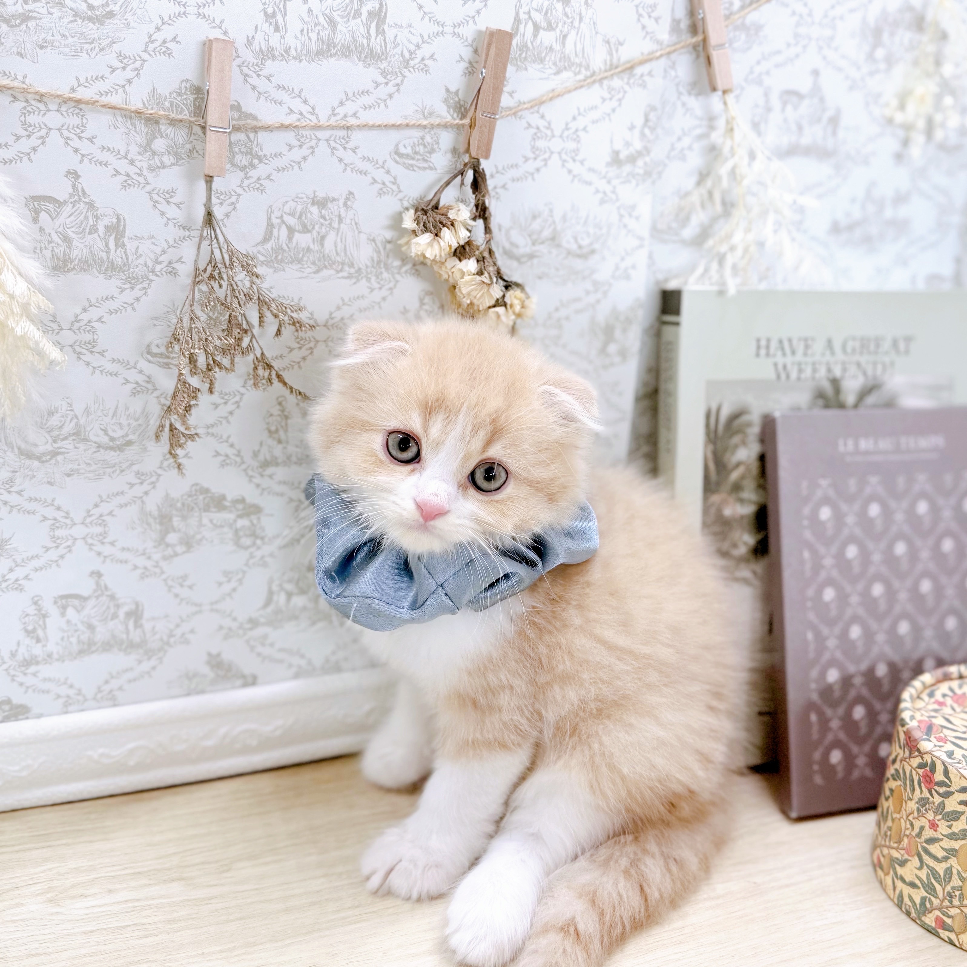 福井県のスコティッシュフォールド (犬の家＆猫の里アミーゴ福井大和田店/2025年7月13日生まれ/男の子/クリームタビーホワイト)の子猫の3枚目の画像