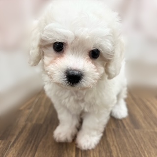 兵庫県のビションフリーゼ (犬の家＆猫の里カナート西神戸店/2025年7月23日生まれ/女の子/ホワイト)の子犬の1枚目の画像