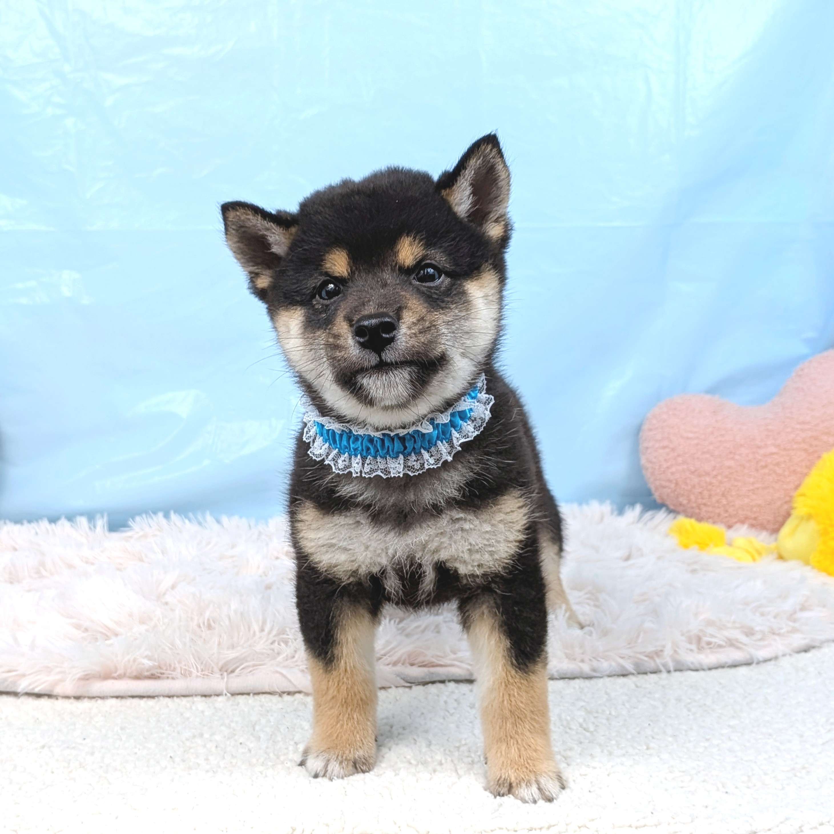 兵庫県の柴犬(標準サイズ) (犬の家＆猫の里川西店/2025年7月23日生まれ/男の子/黒)の子犬の3枚目の画像