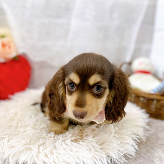 滋賀県のミニチュアダックスフンド(ロング) (犬の家＆猫の里長浜店/2025年7月22日生まれ/女の子/チョコレートイエロー)の子犬の3枚目の画像