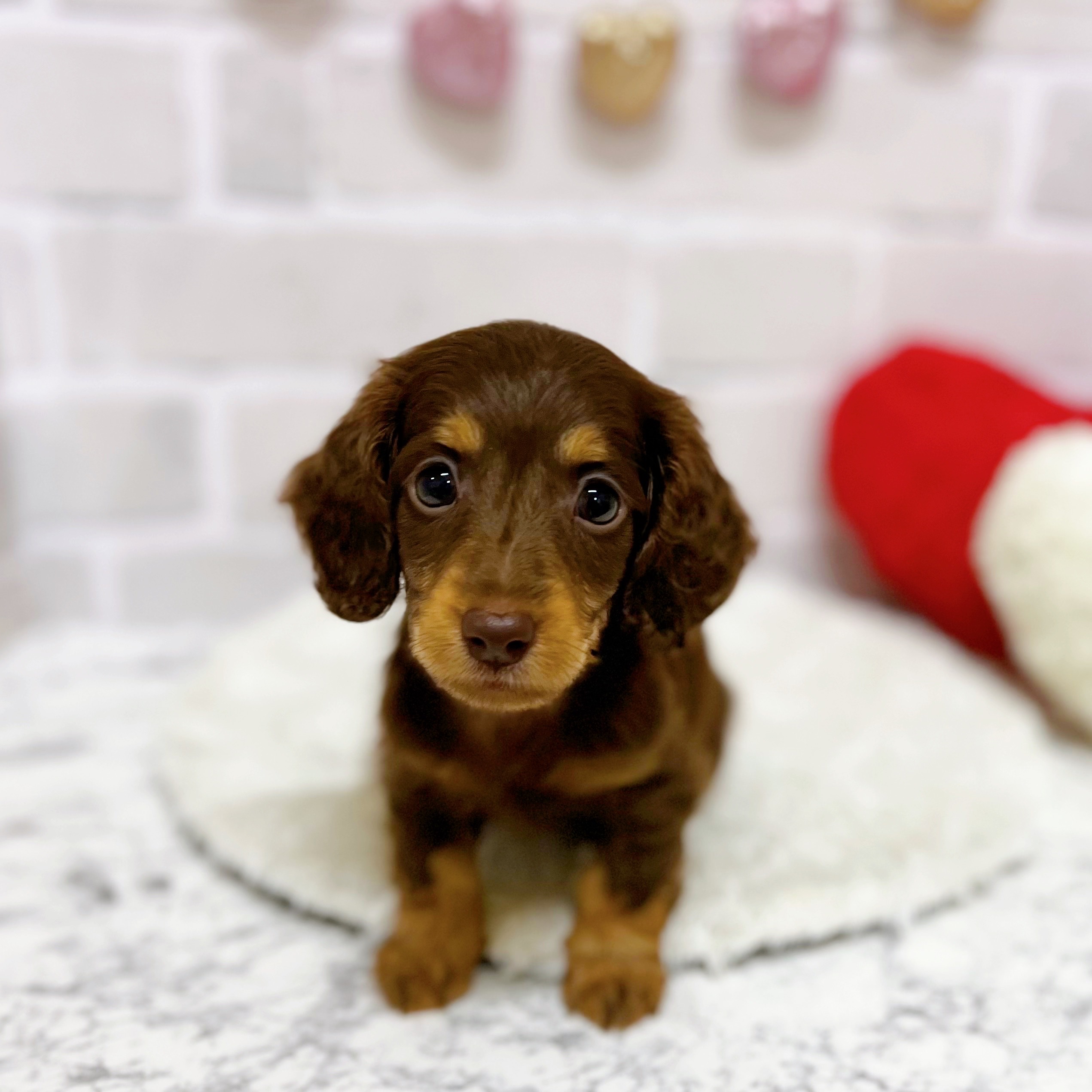 京都府のミニチュアダックスフンド(ロング) (犬の家＆猫の里京都精華店/2025年7月9日生まれ/男の子/ブラウンタン)の子犬の1枚目の画像