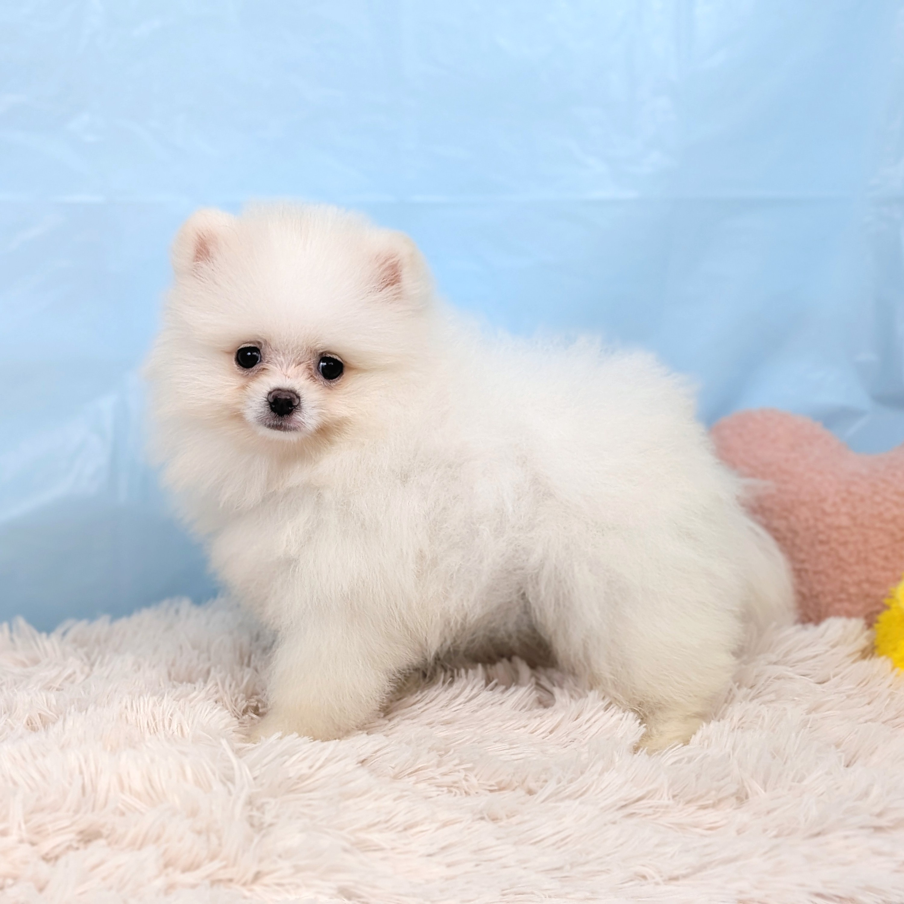 兵庫県のポメラニアン (犬の家＆猫の里川西店/2025年7月17日生まれ/男の子/クリーム)の子犬の3枚目の画像
