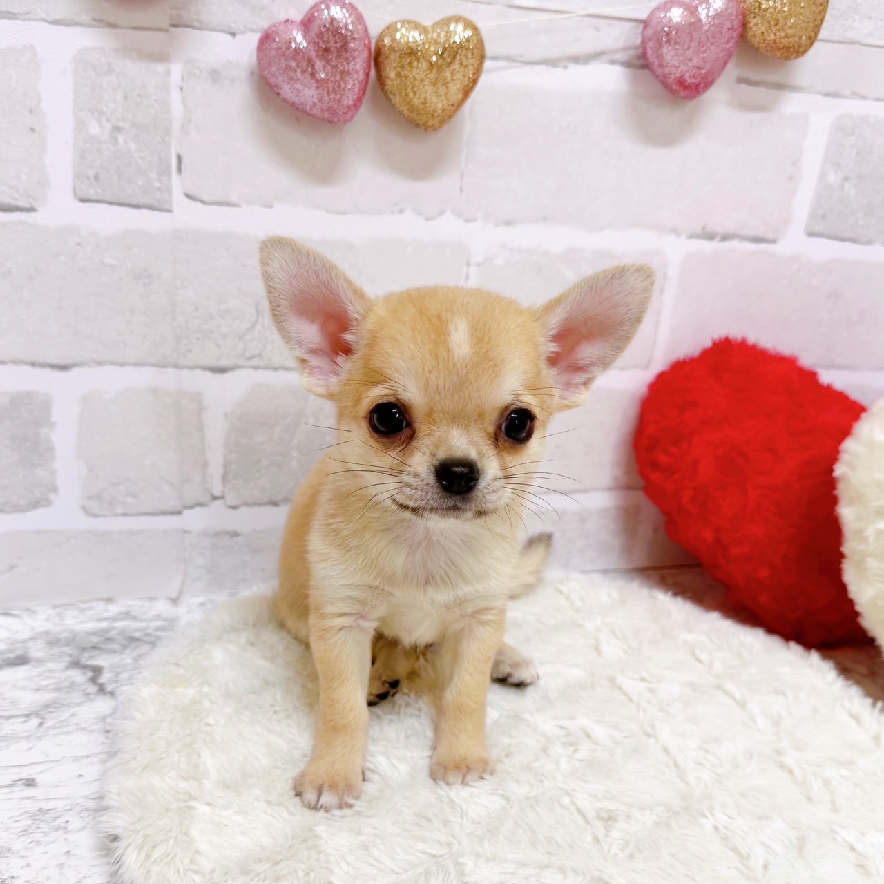 京都府のチワワ(スムース) (犬の家＆猫の里京都精華店/2025年7月24日生まれ/男の子/フォーン)の子犬の3枚目の画像