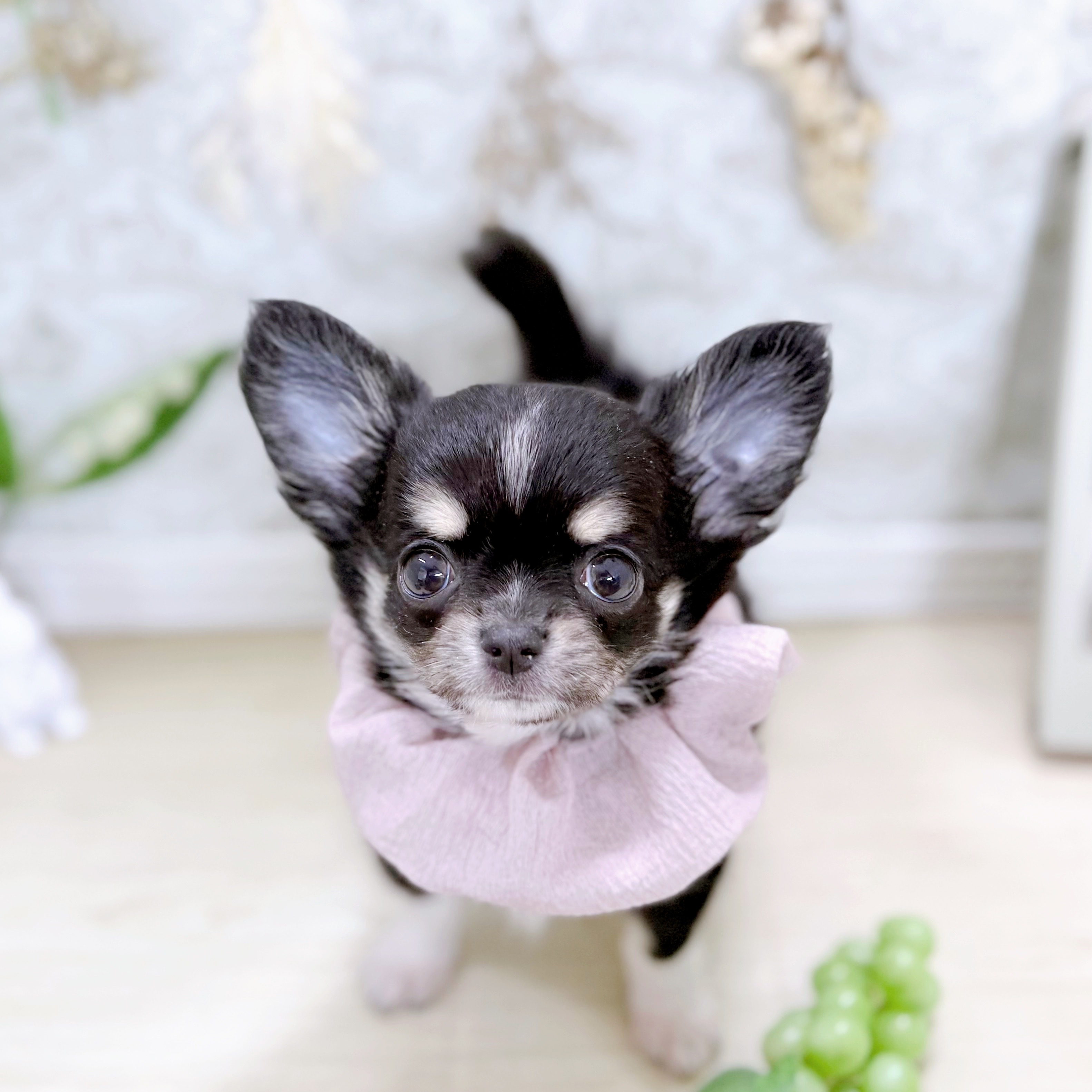 福井県のチワワ(ロング) (犬の家＆猫の里アミーゴ福井大和田店/2025年7月23日生まれ/女の子/ブラックタンホワイト)の子犬の3枚目の画像