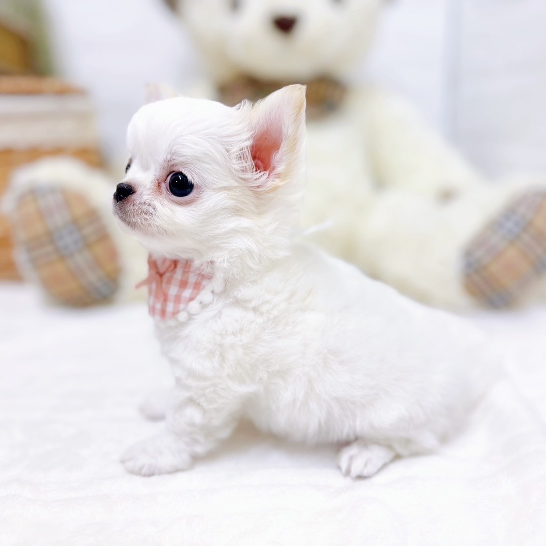 滋賀県のチワワ(ロング) (犬の家＆猫の里近江八幡店/2025年7月24日生まれ/女の子/ホワイトクリーム)の子犬の3枚目の画像