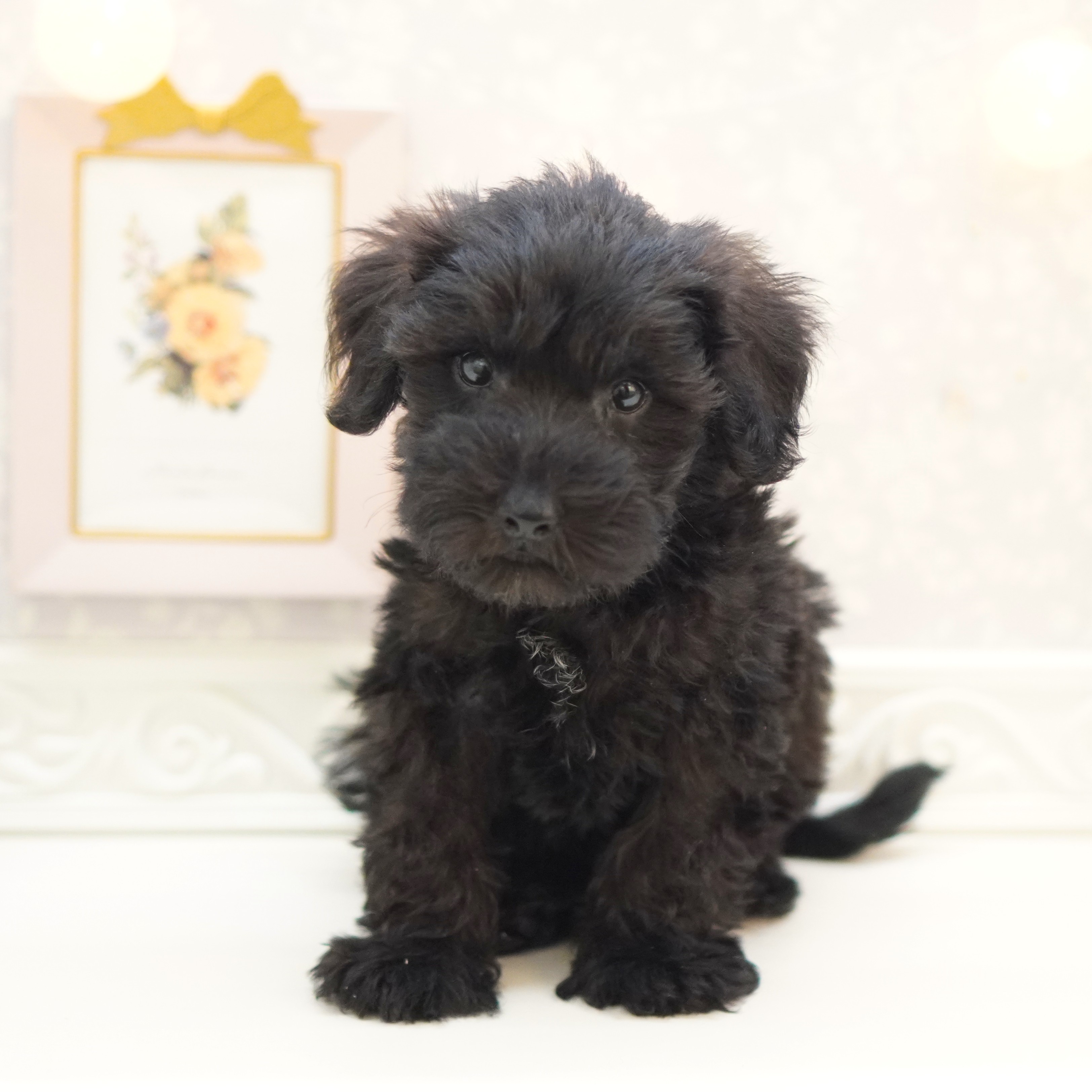 富山県のシュナプー(シュナウザー×プードル) (犬の家＆猫の里富山店/2025年7月25日生まれ/男の子/ブラック)の子犬の3枚目の画像
