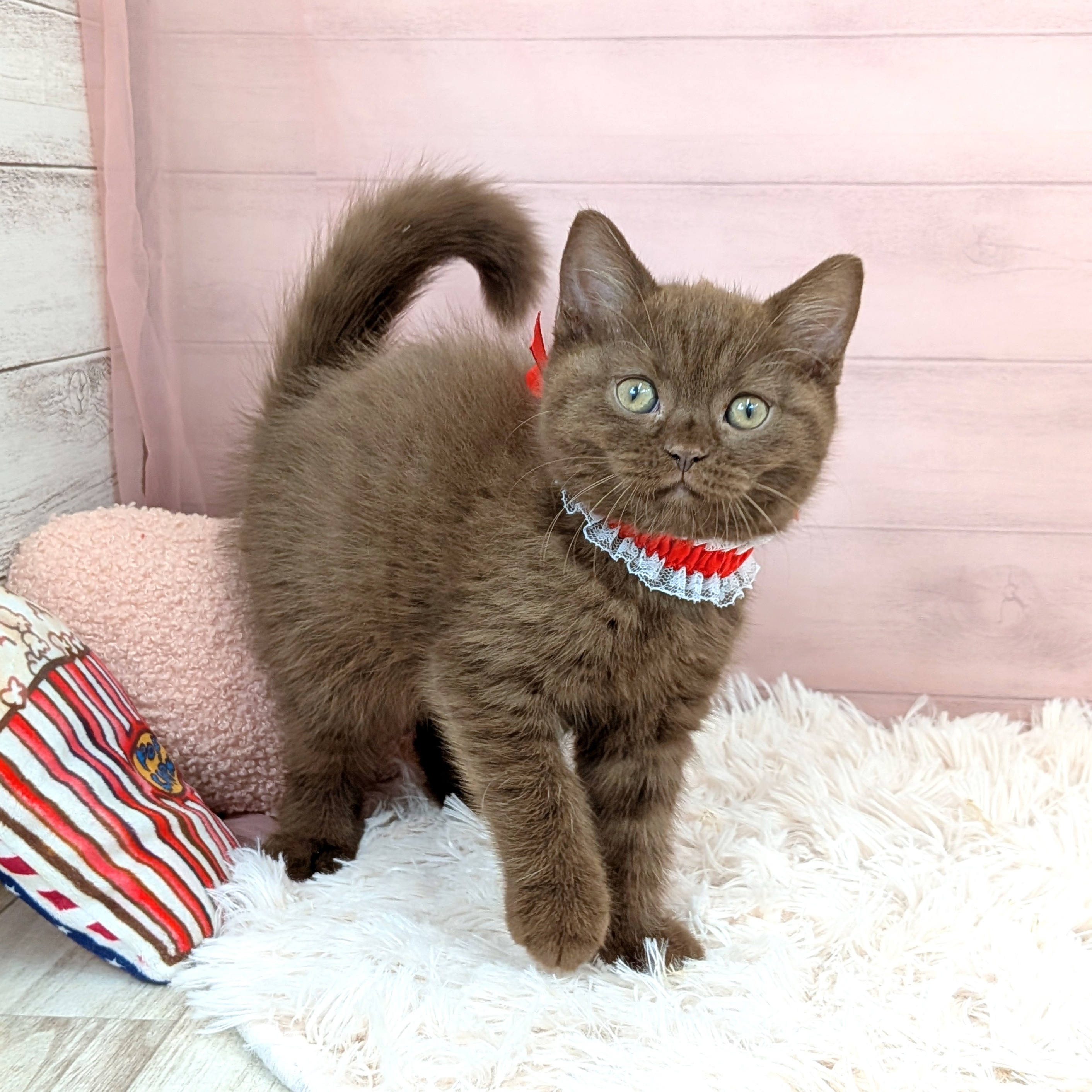 兵庫県のブリティッシュショートヘアー (犬の家＆猫の里川西店/2025年7月24日生まれ/女の子/チョコレート)の子猫の3枚目の画像