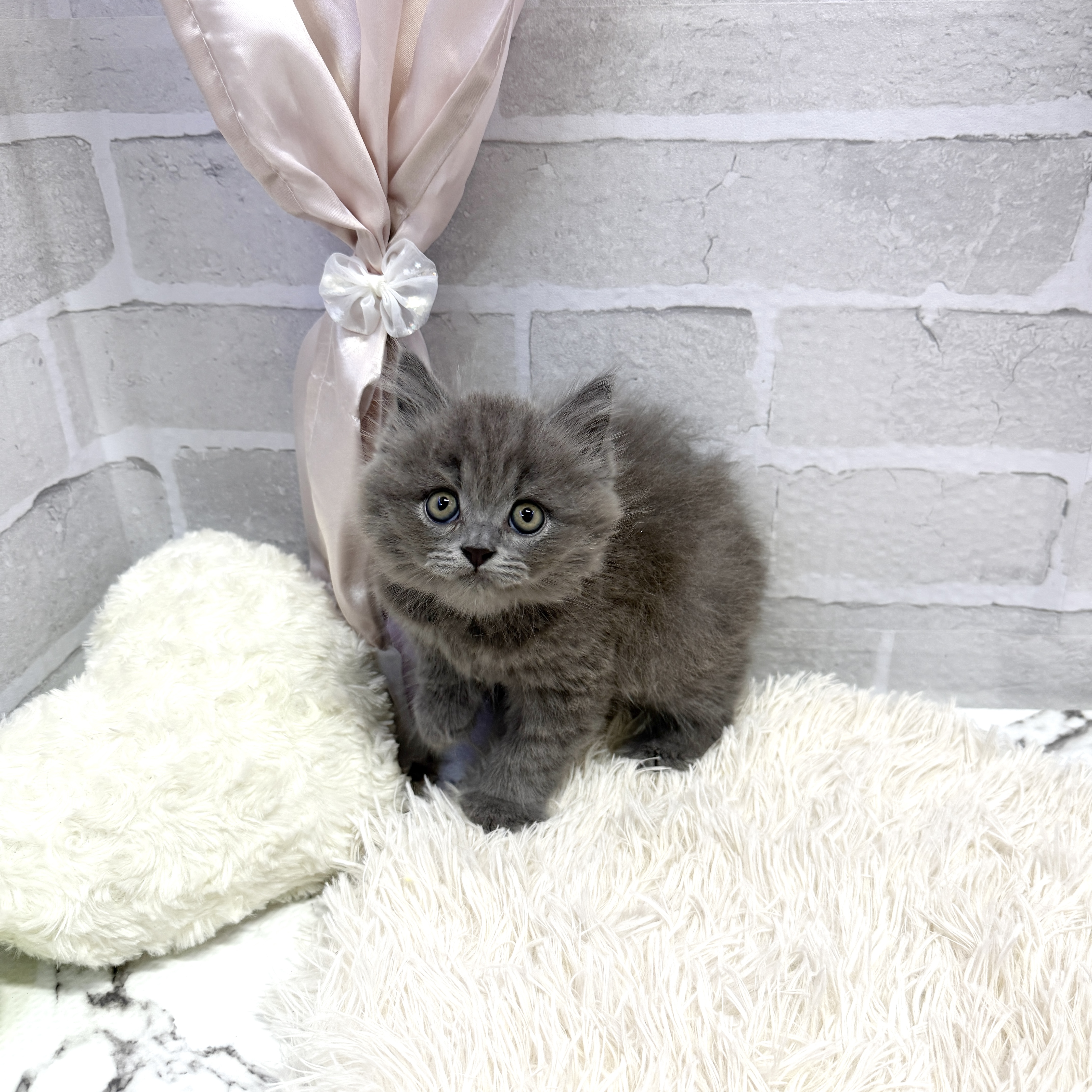 愛知県のブリティッシュロングヘアー (犬の家＆猫の里岡崎店/2025年7月23日生まれ/男の子/ブルー)の子猫の1枚目の画像